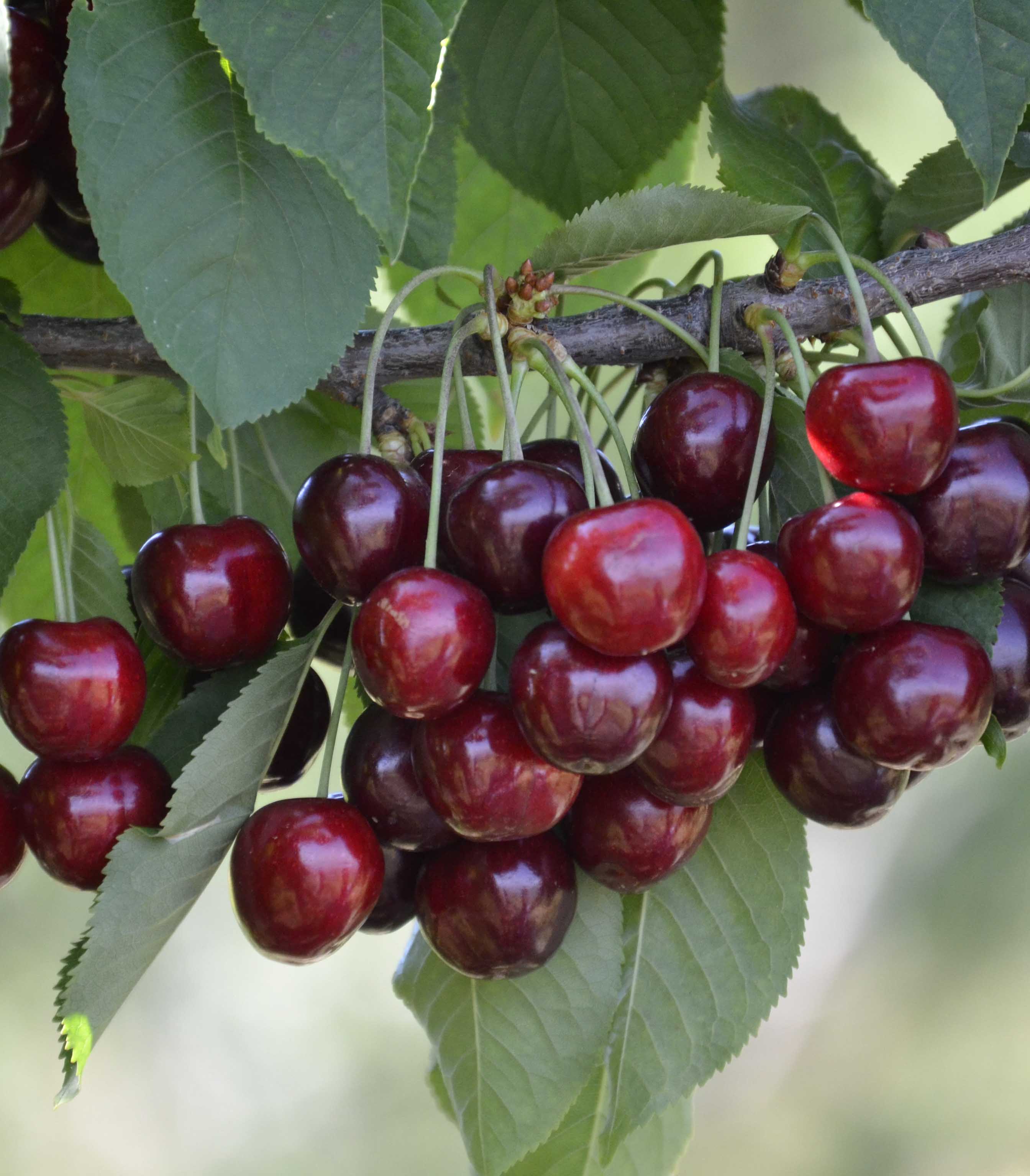 Росла вишня. Вишня Морель Брянская. Prunus avium черешня Ревна. Саженцы черешня Ревна. *Черешня Ревна(черная).